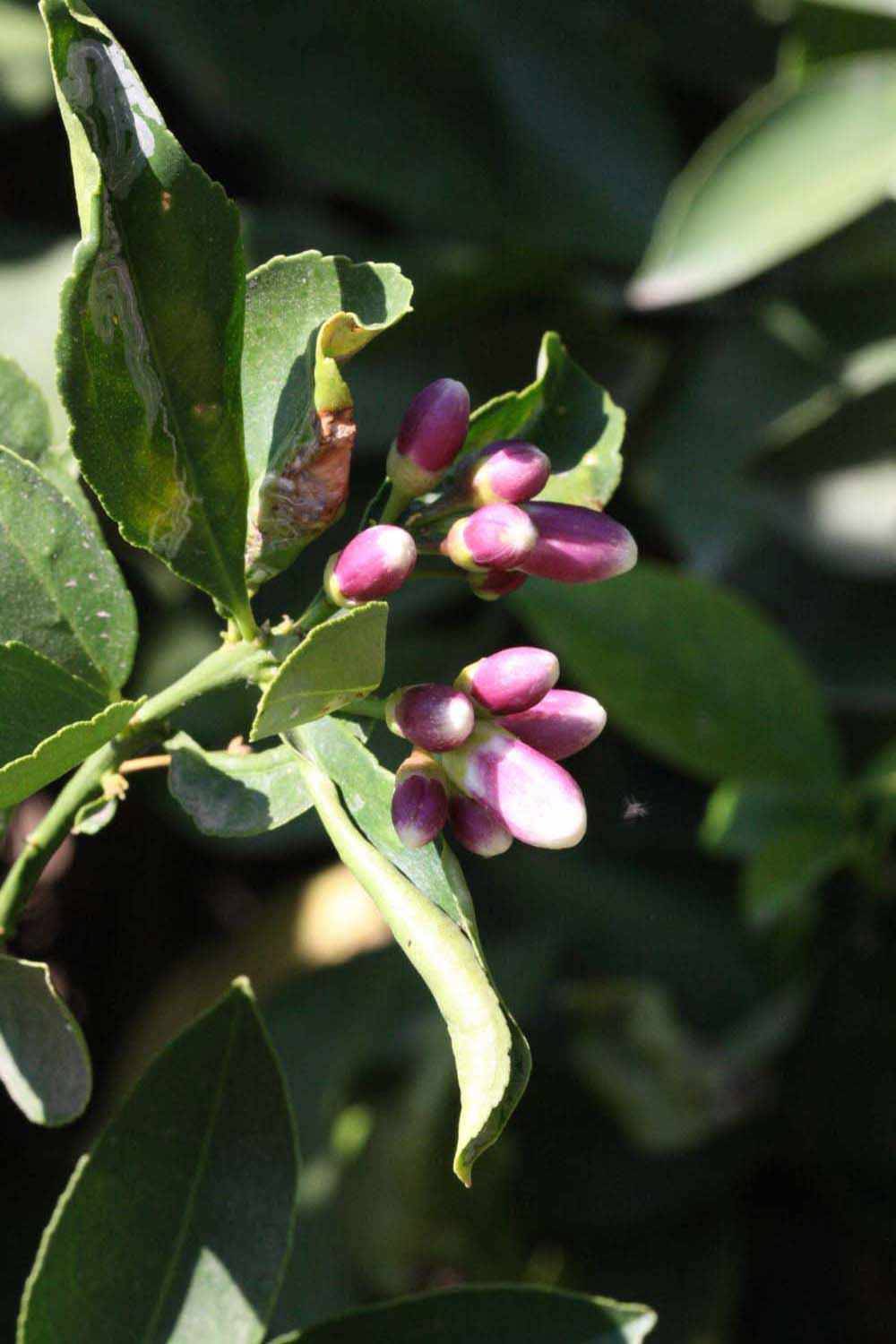              Flower (Riverside, CA)       